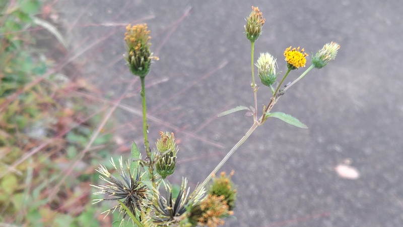 コセンダングサ 東京都大田区平和島公園