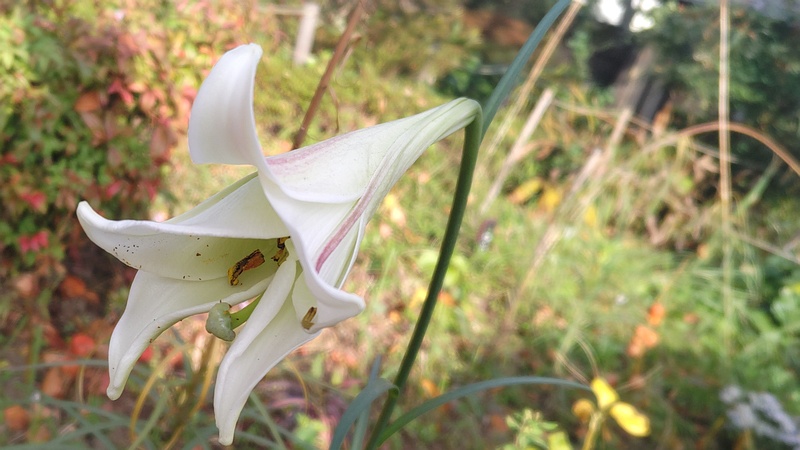 テッポウユリ 東京都大田区平和島公園