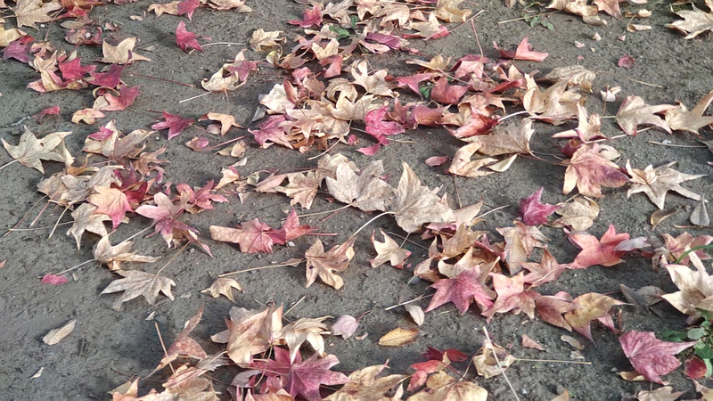 トウカエデとモミジバフウの落ち葉 東京都大田区平和島公園