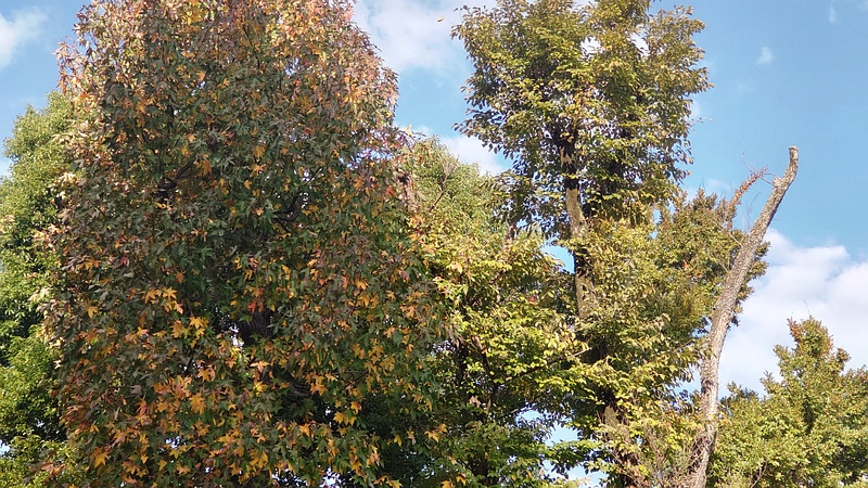 クスノキとモミジバフウの紅葉 東京都大田区平和島公園