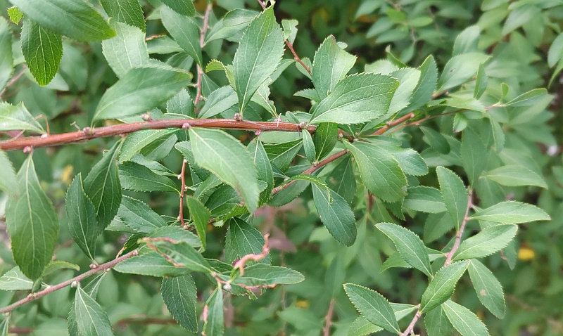 ユキヤナギの葉 東京都大田区大和大橋