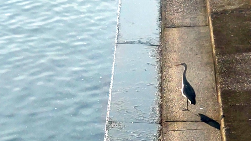 右岸のアオサギ 東京都大田区大和大橋