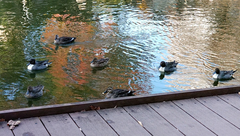オナガガモとカルガモ 東京都大田区平和の森公園
