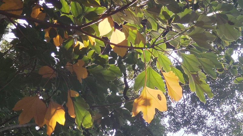 カクレミノ 東京都大田区平和の森公園