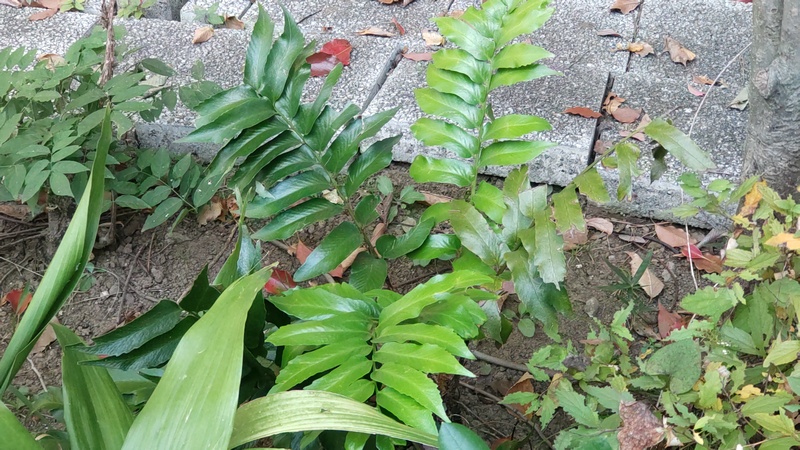 オニヤブソテツ 東京都大田区平和島公園