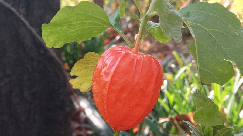 ホオズキの果実 東京都大田区平和島公園