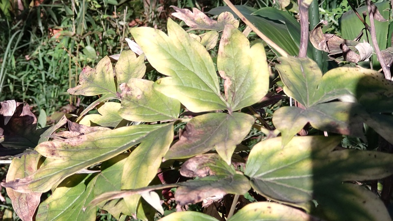 ボタンの葉 東京都大田区平和島公園
