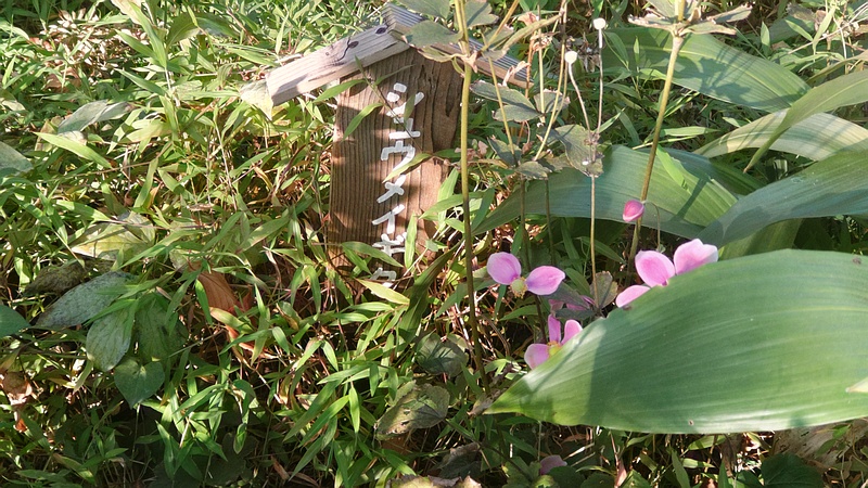 シュウメイギクの花と名札 東京都大田区平和島公園