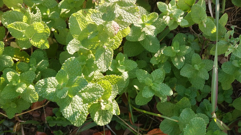 マルバハッカ 東京都大田区平和島公園