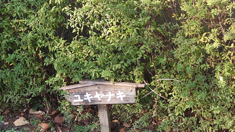 ユキヤナギの名札 東京都大田区平和島公園