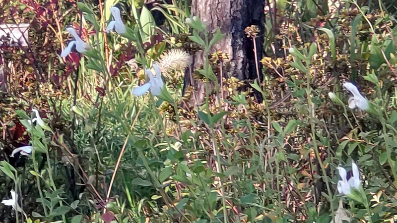 サルビア・ヤメンシス 東京都大田区平和島公園
