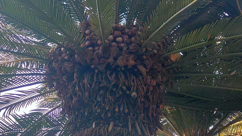 ソテツの果実 東京都大田区平和島公園