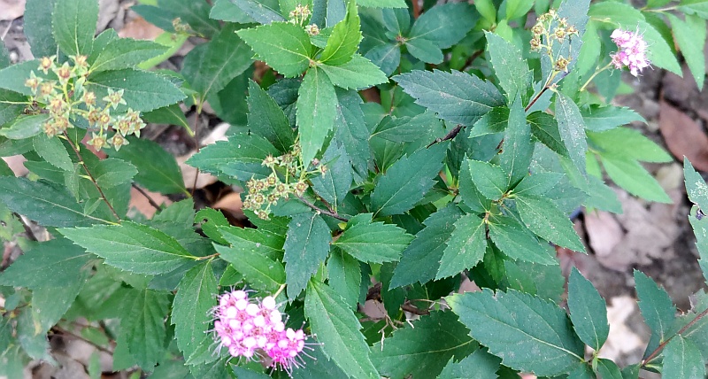 シモツケの花 東京都大田区平和島公園