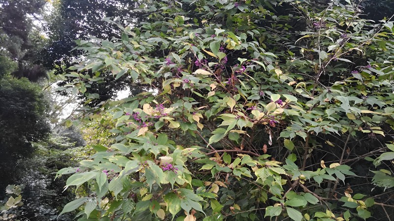 ムラサキシキブ 横浜市旭区希望が丘水の森公園