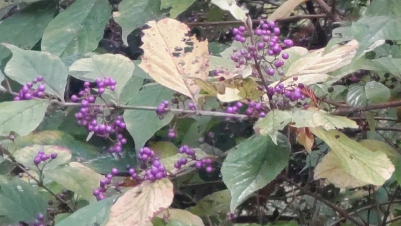 ムラサキシキブ 横浜市旭区希望が丘水の森公園