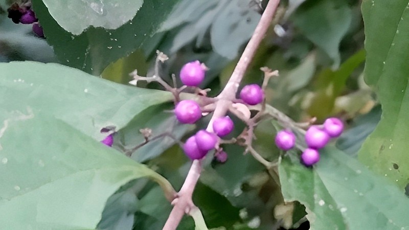 ムラサキシキブの果実 横浜市旭区希望が丘水の森公園