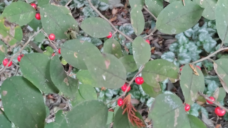 ウメモドキ 横浜市旭区希望が丘水の森公園