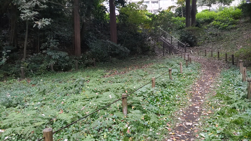 除草後 横浜市旭区希望が丘水の森公園