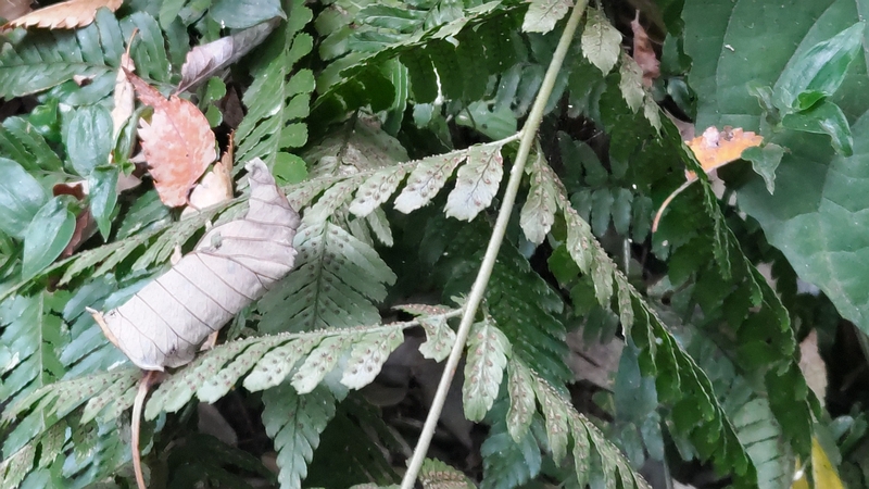 イノデ 横浜市旭区希望が丘水の森公園