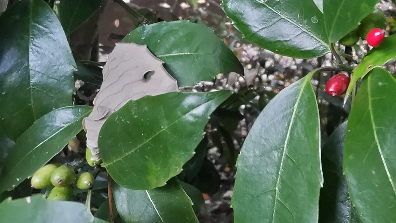 アオキの果実 横浜市旭区希望が丘水の森公園