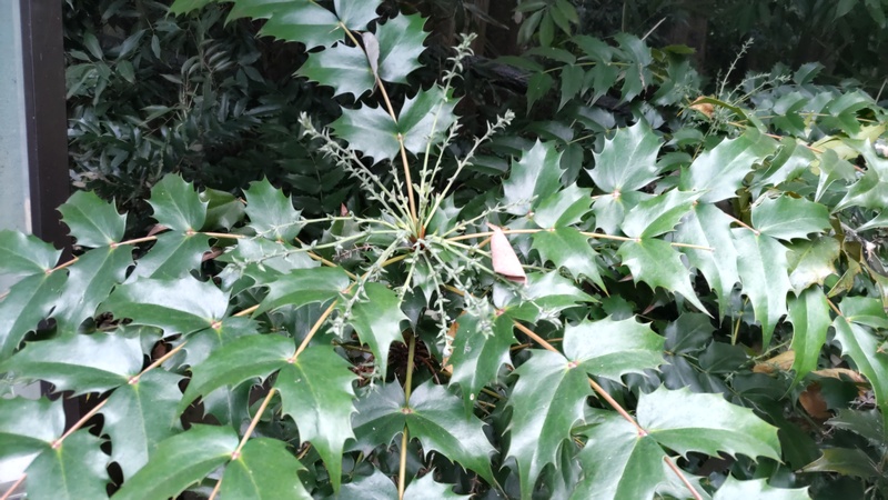 ヒイラギナンテンの若芽 横浜市旭区希望が丘水の森公園