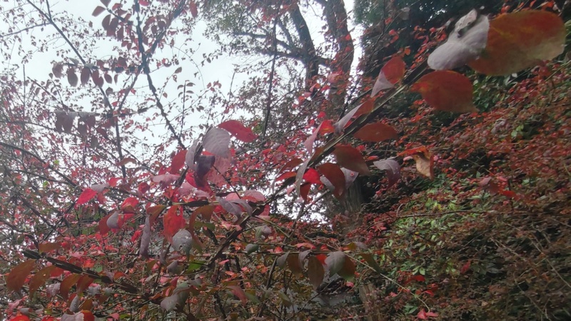ニシキギ 横浜市旭区希望が丘水の森公園