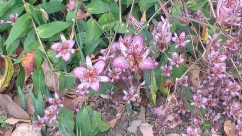 タイワンホトトギス 横浜市旭区希望が丘水の森公園