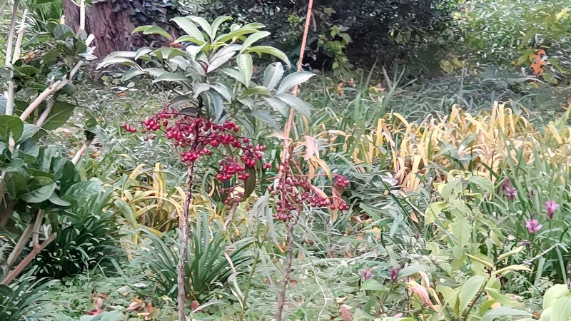 マンリョウ 横浜市旭区希望が丘水の森公園