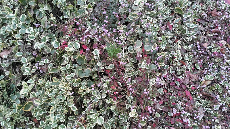 ヒメツルソバ 横浜市旭区希望が丘水の森公園