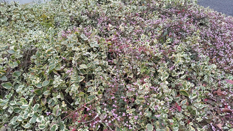 ヒメツルソバ 横浜市旭区希望が丘水の森公園