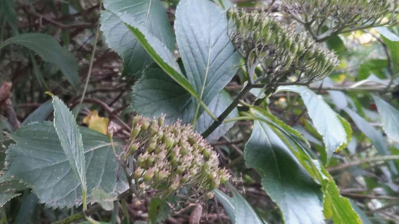 アジサイの果実 横浜市旭区南希望が丘
