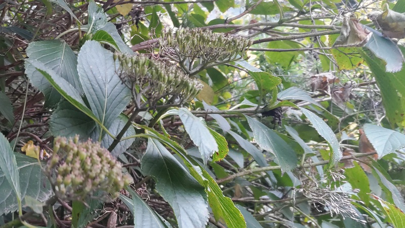 アジサイの果実 横浜市旭区南希望が丘