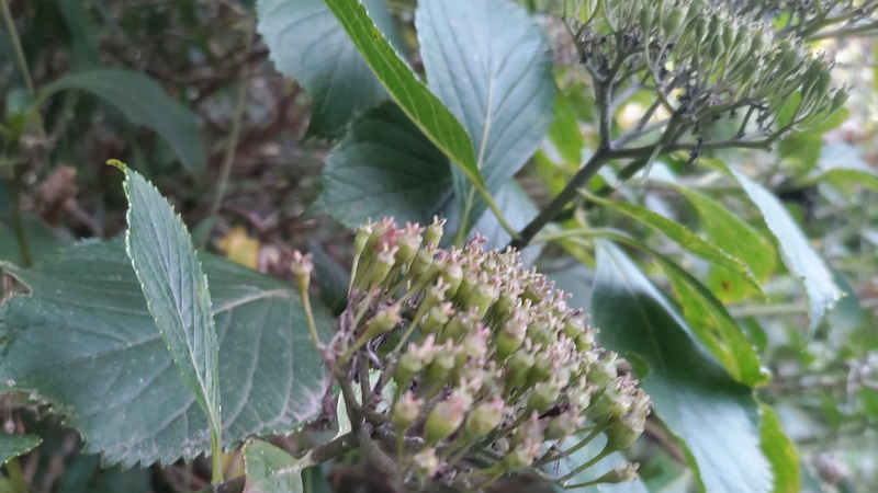 アジサイの果実 横浜市旭区南希望が丘