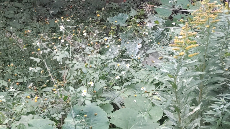 アイノコセンダングサとコシロノセンダングサ 横浜市旭区南希望が丘