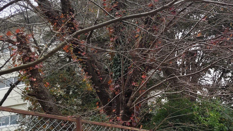 トウカエデ 横浜市旭区南希望が丘