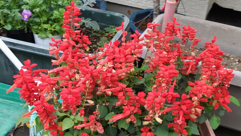 サルビア 横浜市旭区中希望が丘