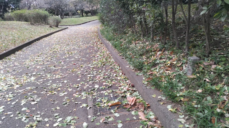 突風で散ったイチョウの葉 東京都大田区平和の森公園