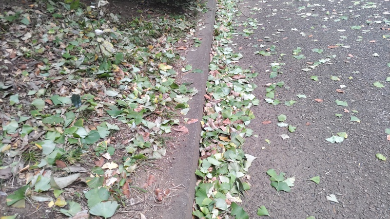 突風で散ったイチョウの葉 東京都大田区平和の森公園