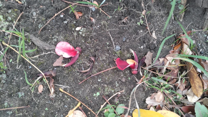 マルバデイゴの果実 東京都大田区平和島公園