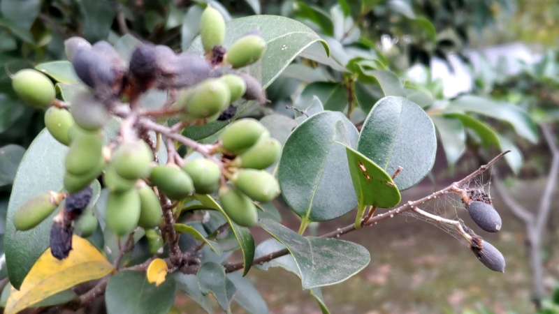 ネズミモチの果実 東京都大田区平和島公園