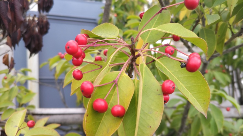 ソヨゴの果実 東京都大田区平和島公園
