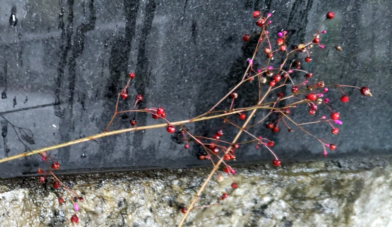 ハゼラン 東京都大田区平和の森公園
