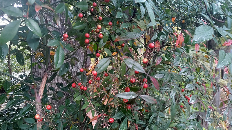 ナンテンの果実 東京都大田区平和の森公園