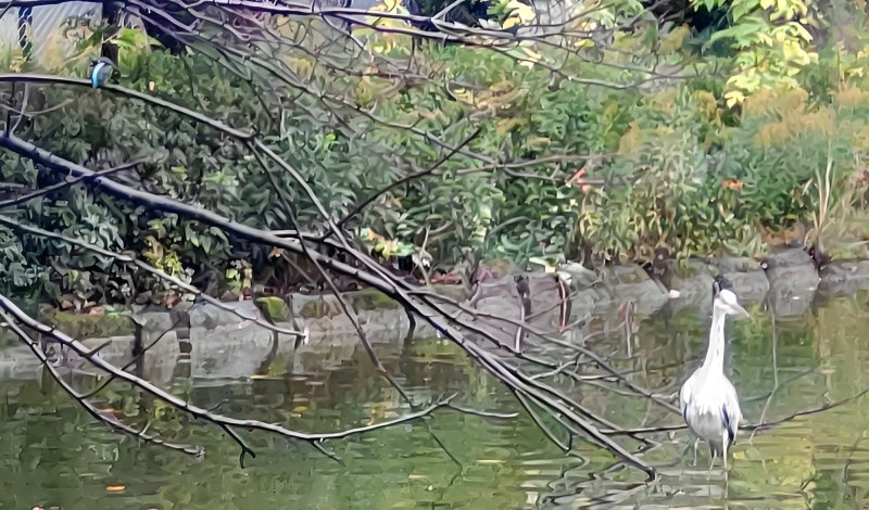 ひょうたん池のカワセミとアオサギ 東京都大田区平和の森公園