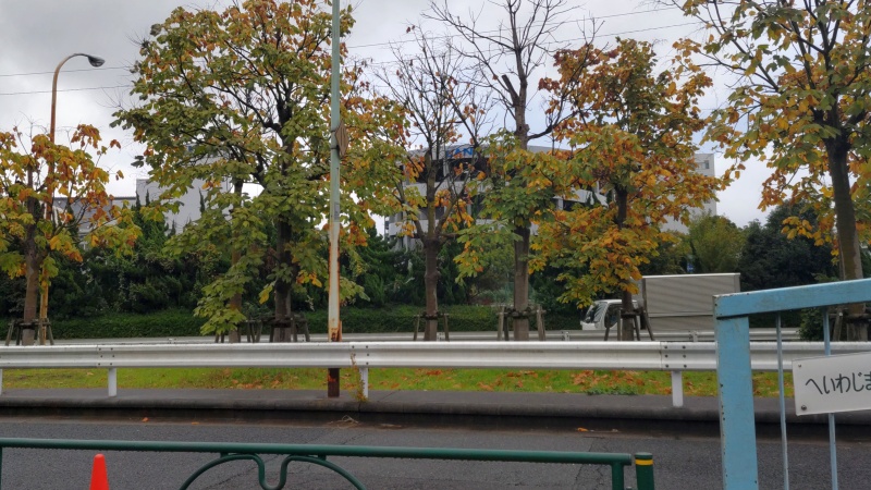 アオギリの紅葉 東京都大田区平和島公園