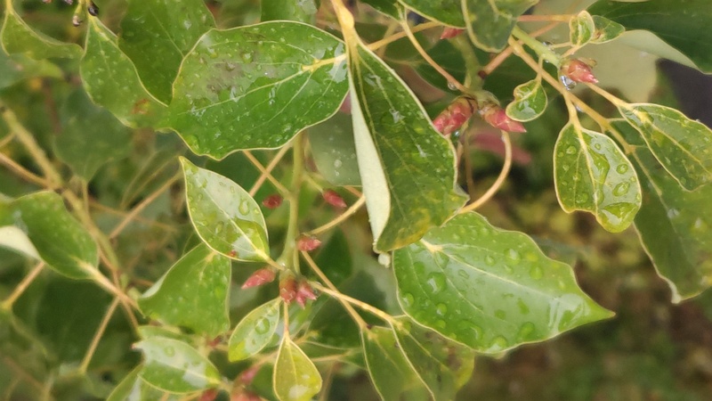クスノキの葉芽 東京都大田区平和島公園