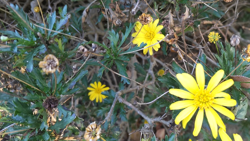マーガレットコスモス 東京都大田区平和島公園