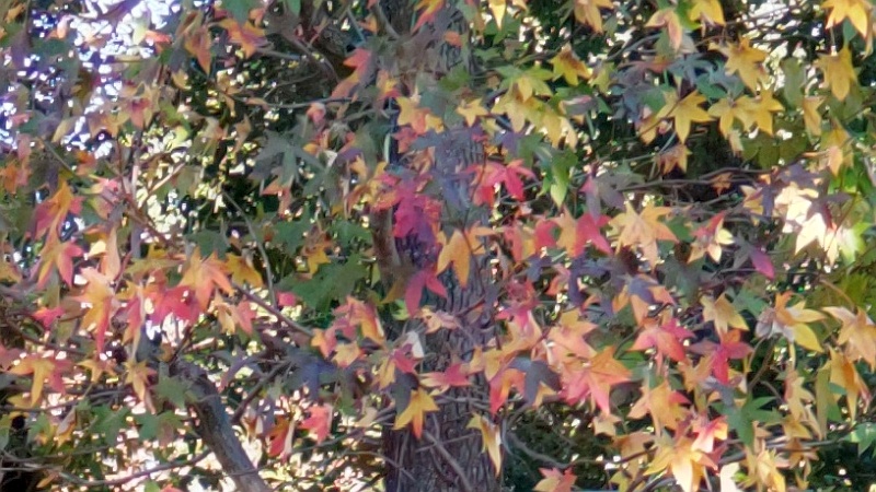 モミジバフウの紅葉 東京都大田区平和島公園