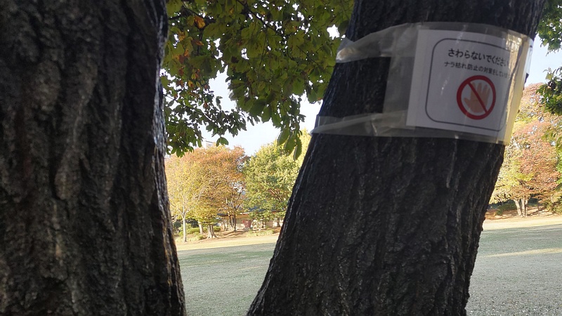 コナラのナラ枯れ防止 東京都大田区平和の森公園