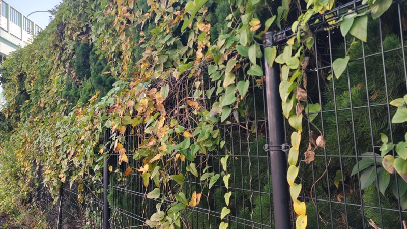 アオツヅラフジの果実 東京都大田区平和の森公園